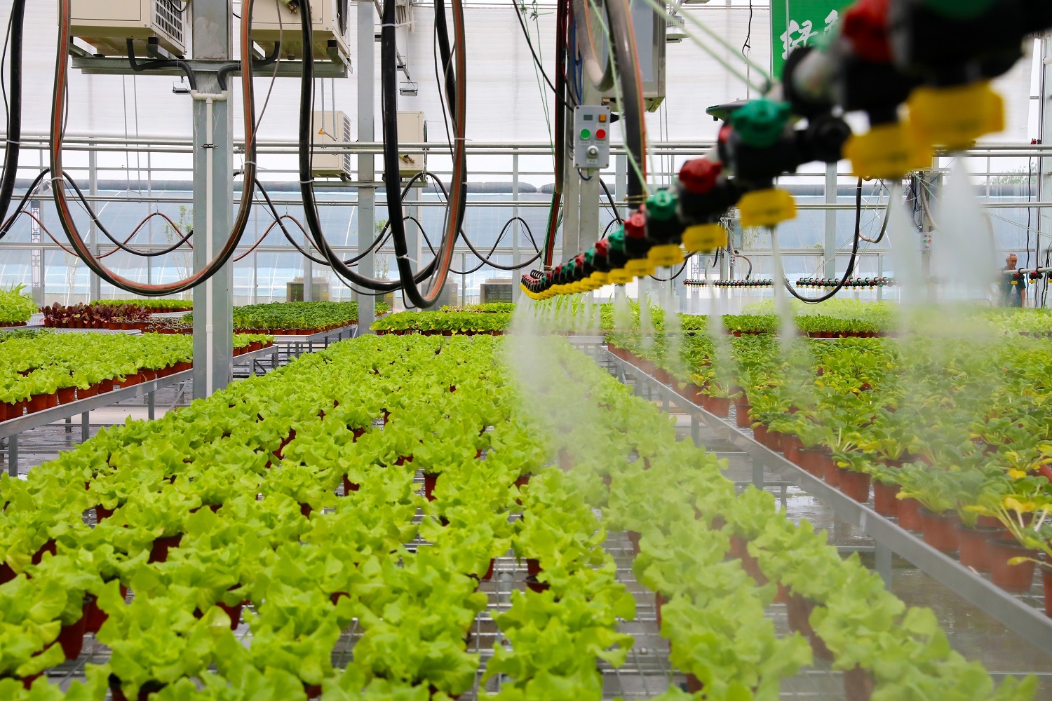 第八屆京津冀蔬菜產(chǎn)業(yè)發(fā)展大會 2000余種農(nóng)產(chǎn)品與創(chuàng)新成果集中展示，盒馬等知名企業(yè)齊聚覓商機