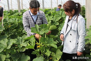 菏澤牡丹區(qū)沙土鎮(zhèn) 特色果蔬與苗木種植雙輪驅(qū)動，繪就助農(nóng)增收新畫卷