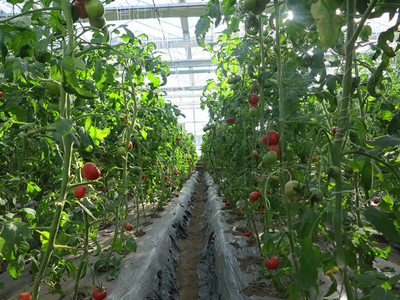 四平市首屆果蔬采摘節 豐收喜悅，共品田園風味