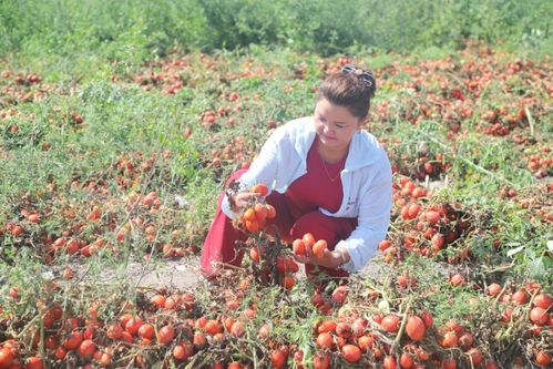 溫宿特色西紅柿與苗木種植 拓寬農民致富增收新渠道