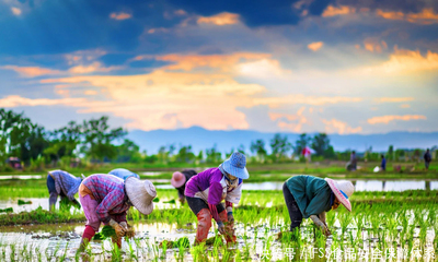 IFSS食品安全保障體系 苗木種植環節的國際規范融合與品牌價值提升