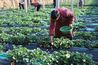 河南安陽湯陰 果蔬大棚“春潮涌”，鄉村振興繪新圖