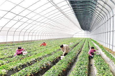 種植特色果蔬與苗木 雙輪驅動賦能鄉村振興