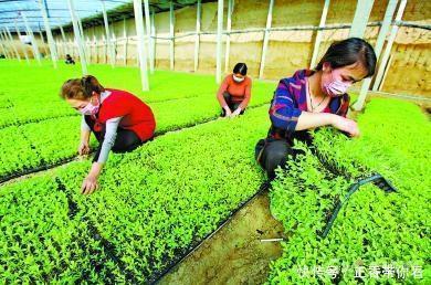 新疆現(xiàn)代農(nóng)業(yè) 高質(zhì)高效發(fā)展中的苗木種植新篇章